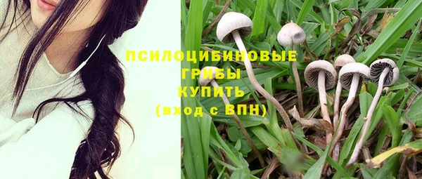apvp Арсеньев