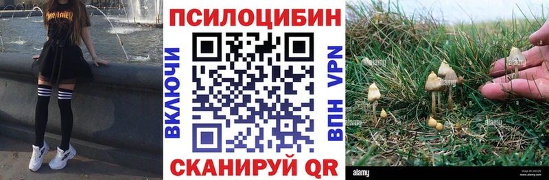 продажа наркотиков  Богучар  mega ТОР  Псилоцибиновые грибы Psilocybine cubensis 